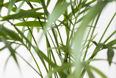 新鲜的绿色植物。自然特写照片。绿叶微距照片。