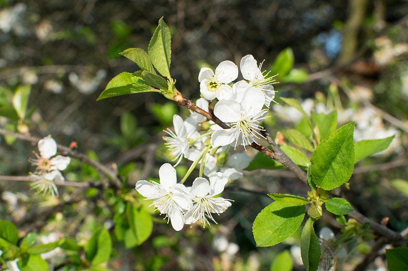 Beautiful Cherry Flowers in Spring Garden