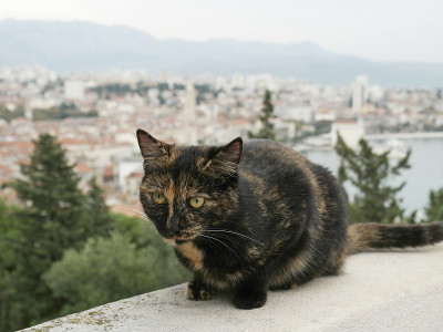 斯普利特:Marjan山上的猫