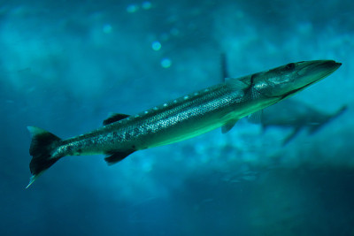 梭鱼(Sphyraena barracuda)。