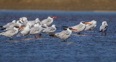 里海燕鸥(Hydroprogne caspia)
