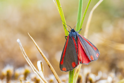 朱砂蛾，Tyria jacobaeae