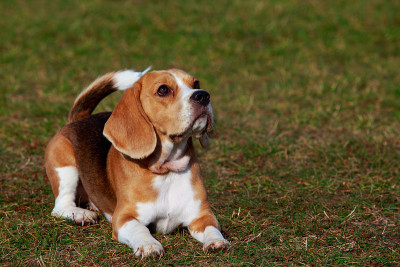 犬种小猎犬