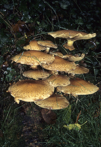 蓬松Pholiota
