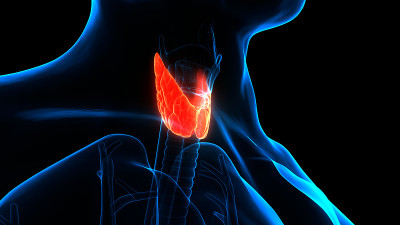人体腺体腺叶甲状腺解剖学