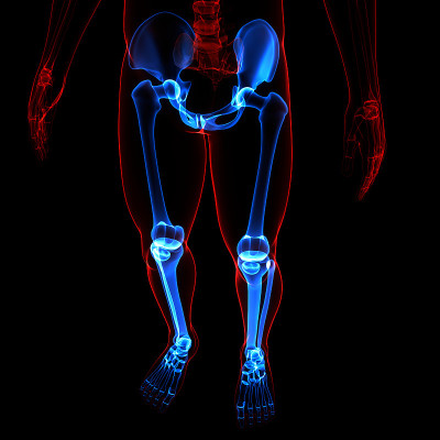 人体骨骼系统、下肢、骨关节解剖学