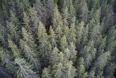 Aerial pine forest landscape.