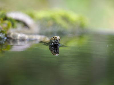 Snake说，Natrix tessellata