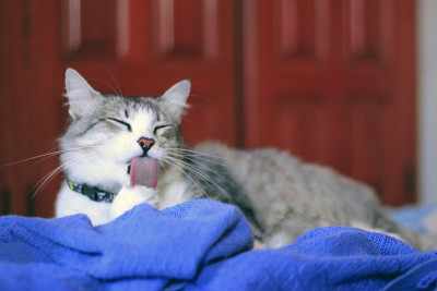 猫在床上舔爪子