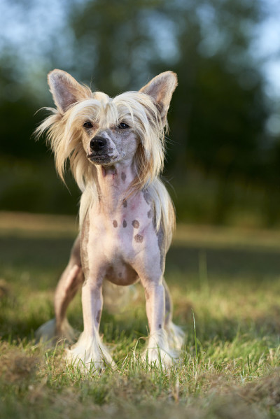 中国冠毛犬的狗