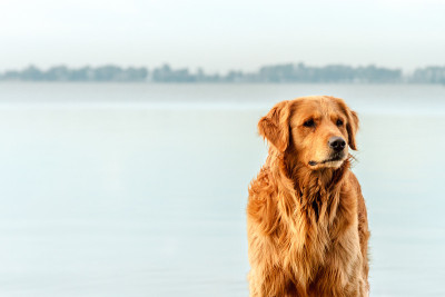 金毛猎犬凝视着一个泻湖
