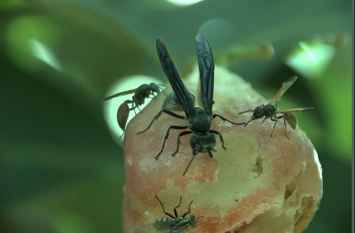黄蜂