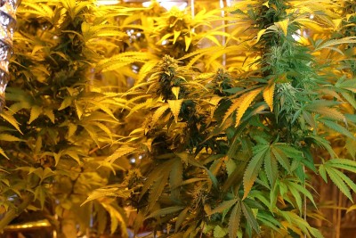 在培养箱中培养大麻花