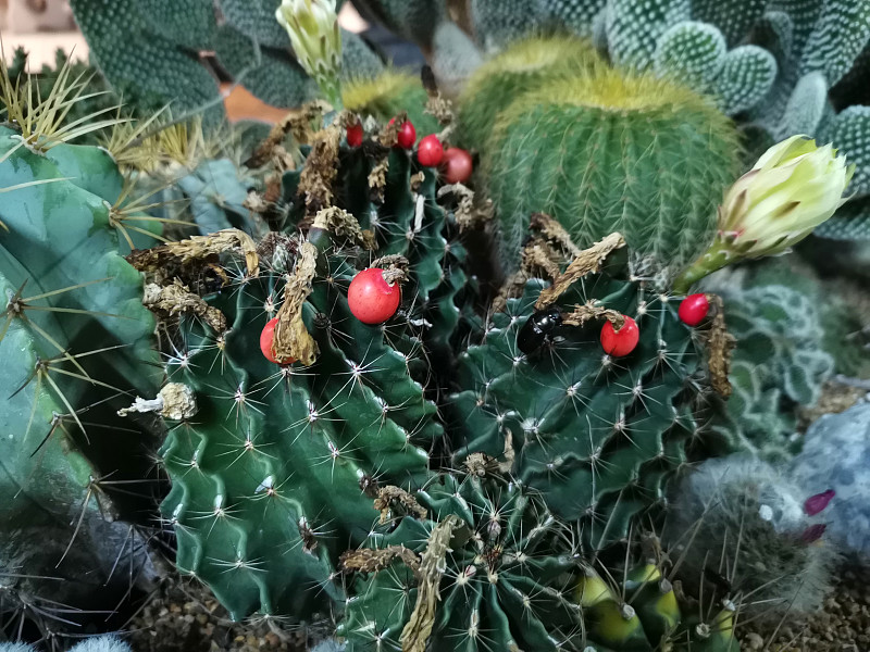 仙人掌属植物为仙人掌科双子叶植物。