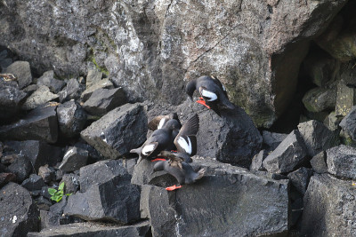 鸽子Guillemot，美国俄勒冈海岸