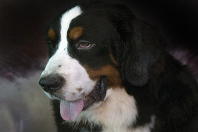 圣伯纳德犬是一种大型的山地犬。