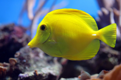 水族热带鱼(黄斑马鱼)
