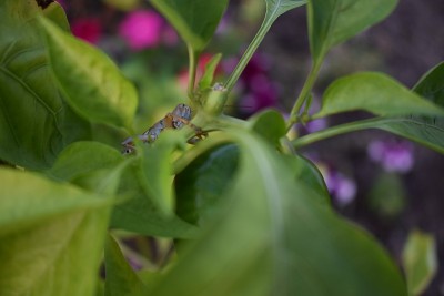 蚱蜢