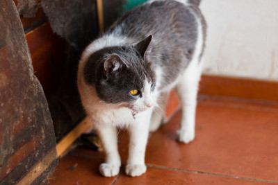 猫站在门边