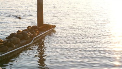 美国加州码头上的海狮栖息地。加利福尼亚海洋海岸野生动物。野生海豹被海水冲走。