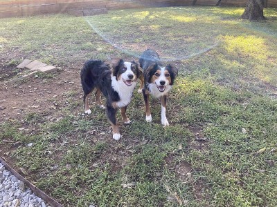 院子里快乐的澳洲牧羊犬