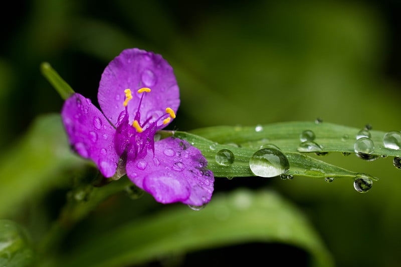 紫色的花在雨天