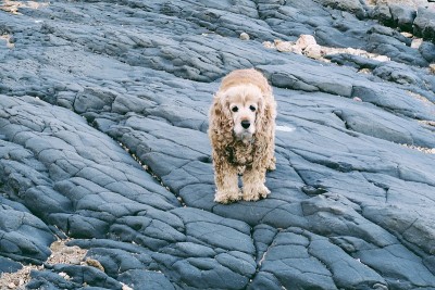 可卡犬站在岩石上