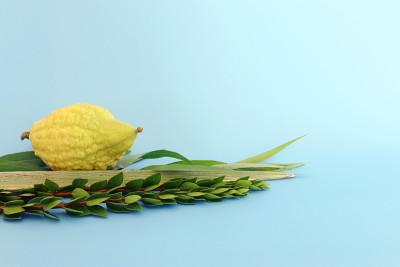 犹太住棚节。传统符号(四种):Etrog (citron)， lulav (palm branch)