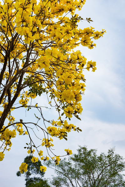 盛开的瓜亚坎或手花菊花树