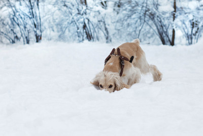 在雪地里玩耍的可卡犬。