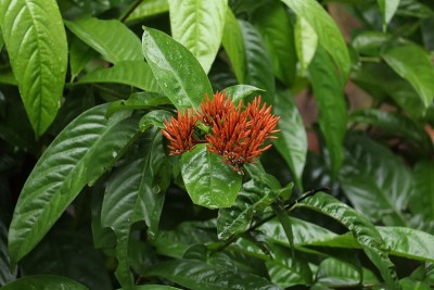 红色的芙蓉花