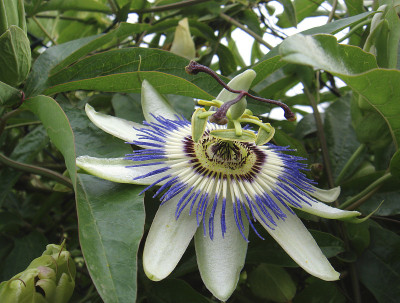 西番莲Caerulea