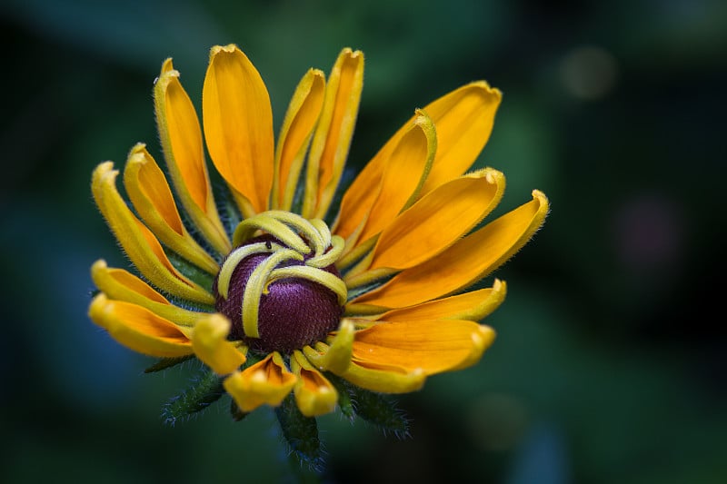 松果菊,Black-eyed-susans