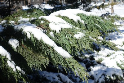蓝绿色的奥尔福德港雪松树叶在冬天被雪覆盖