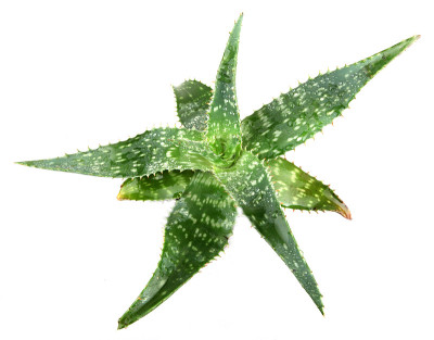 芦荟