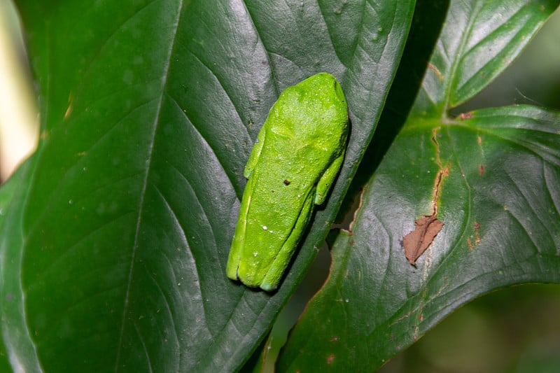 哥斯达黎加的红眼树蛙。Agalychnis callidryas