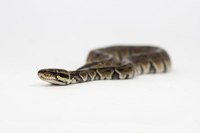 球蟒(python Regius)