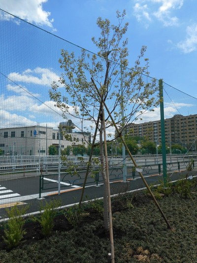 Quercus serrata