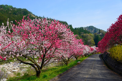 日本长野，池山温泉，桃花盛开