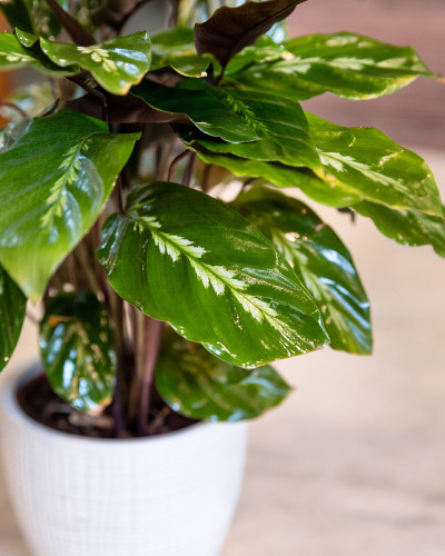 Aglaonema Maria -中国常绿近距离