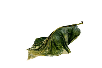 干叶孤立在白色背景上