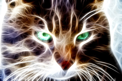 汤姆猫Gllow