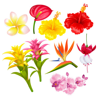 热带奇花异草