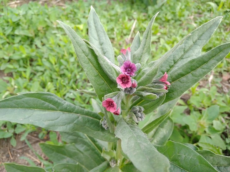 幼植物蟹舌