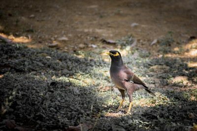 Mynas