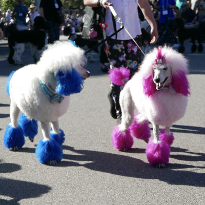 贵宾犬游行