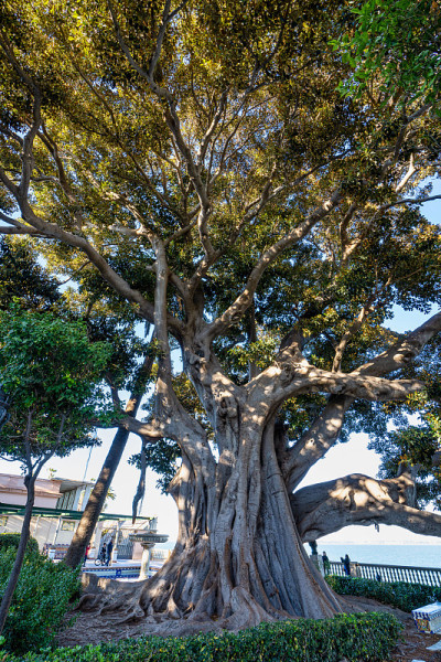 Alameda de Apodaca，西班牙安达卢西亚加的斯的一个公园。