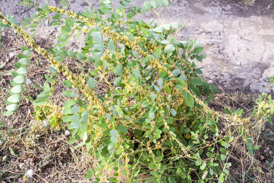 菟丝子属菟丝子属是一种寄生植物