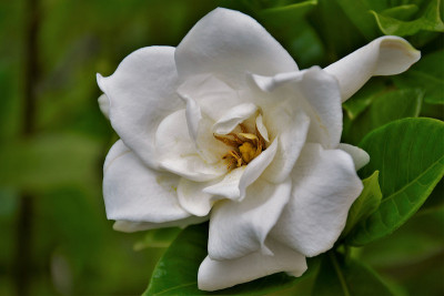 栀子花是花园里的臭花