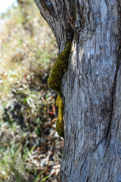 Moss growing on tree in summer time.